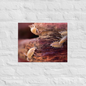 Porcellionoides pruinosis "Crystal Orange" Matte Print - four sizes available