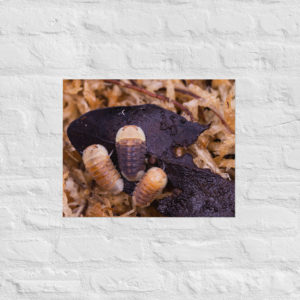 Rubber Ducky Cubaris Matte Print - four sizes available